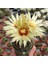 Thelocactus Setispinus Sarı Çiçek Açan Kaktüs Sukulent 1