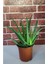 Aloevera Canlı Bitki 1