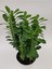 Euphorbia Trigona Yeşil 2