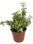 Portulacaria Afra Variegata Yeşim Ağacı Para Ağacı 1