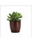 Para Ağacı Bereket İyi Şans ve Para Çiçeği Crassula Ovata Dekoratif Saksıda 1