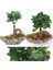 Dekoratif Kayık Saksıda Ficus Ginseng Bonsai 1