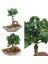 Dekoratif Kayık Saksıda Ficus Ginseng Bonsai 2