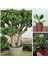Crassula Ovata Şans Para Ağacı 1