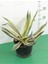 Agave Angustifolia + Kaktüs 1