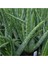 Aloevera Bitkisi 15-25 cm Doğal Krem Şifalı Bitki Sarısabır 2