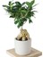 Ficus Ginseng (Bonsai Ağacı) 1