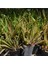 4 Adet Aloe Vera Bitkisi 20-30 cm 2