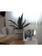 Dekoratif Saksıda Agave Americana 1