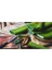 5 kg Aloe Vera Yaprak - Jel Dolu Yapraklar 1