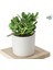 3 Adet Crassula Ovata Şans Para Çiçeği Şık Dekoratif Saksıda 2