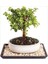 Dekoratif Taş Saksıda Para Ağacı Crassula Ovata 1