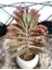 Aşkın Gözyaşları Çiçeği Kalanchoe Daigremontiana Pembe 5.5 cm Saksıda 1