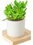 Seramik Saksıda Crassula Ovata Para Çiçeği+5 Alman Süseni Fidesi 1