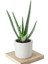 Aloe Vera (Sarısabır) Bitkisi 1
