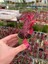 Süt Ağacı Kaktüs - Euphorbia Trigona Rubra 2