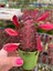 Süt Ağacı Kaktüs - Euphorbia Trigona Rubra 3