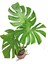 Monstera Deve Tabanı 80 - 90 cm Büyük Delikli Yapraklı ve Mor Hoya Çiçeği 1