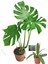 Monstera Deve Tabanı 80 - 90 cm Büyük Delikli Yapraklı ve Mor Hoya Çiçeği 2