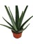 Saksılı Aloe Vera Bitkisi ( 12'lik Saksıda)( Barbadensis) 1