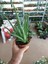 Saksılı Aloe Vera Bitkisi ( 12'lik Saksıda)( Barbadensis) 2