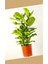 Çift Köklü Ficus Lyrata Keman Yapraklı Kauçuk 120-150 cm 1