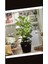 Çift Köklü Ficus Lyrata Keman Yapraklı Kauçuk 120-150 cm 2