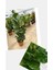 Çift Köklü Ficus Lyrata Keman Yapraklı Kauçuk 120-150 cm 3