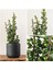 Bonsai Para Ağacı Dekoratif Saksıda Hediyelik 2