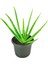 Ecoplant Aloe Vera 1