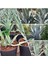 Agave Salmiana Saksılı Doğa Flora 1