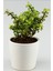Portulacaria Afra Para Ağacı Fil Azlığı 1