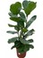 2 Köklü Ficus Lyrata Keman Yapraklı Kauçuk 120 cm 1