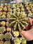 Echinopsis Oxygona Kaktüs (Bol Yavrulu Kaynana Topuzu) - 8,5 cm 2
