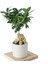 Ginseng Bonsai Ficus 1881 1