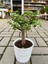 Portulacaria Afra Bonzai 1