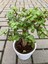 Portulacaria Afra Bonzai 2
