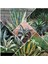 Agave Americana Fidesi Kampanya 1