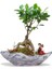 Stonehenge Ficus Bonsai ve Sırt Sırta Sevgililer 1