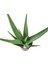 Aloe Vera Sarısabır 10.5 Saksıda 1