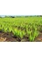 Aloe Vera Sarısabır 10.5 Saksıda 2