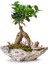 Taş Saksıda Ficus Bonsai ve Groot 1