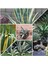 Agave Americana Fidesi 1