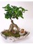 Taş Saksıda Ficus Bonsai ve Groot 3