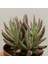 Kalanchoe Daigremontiana Aşkın Gözyaşı Bitkisi Sukulent 1
