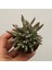Kalanchoe Daigremontiana Aşkın Gözyaşı Bitkisi Sukulent 2