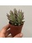 Kalanchoe Daigremontiana Aşkın Gözyaşı Bitkisi Sukulent 3