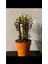 Euphorbia Trigona Rubra 1