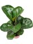 Bodur Keman Yaprak Kauçuk Bitkisi - Ficus Lyrata Bambino 35-45CM 2