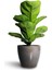 Bodur Keman Yaprak Kauçuk Bitkisi - Ficus Lyrata Bambino 35-45CM 3